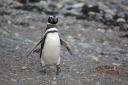 Pinguin aan de wandel