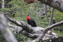 Woodpacker - rood-550