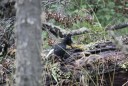 Woodpacker - zwart-550