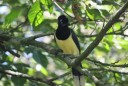 Iguazu Falls XI-550