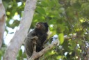 Wandeling Ilha Grande IV-550
