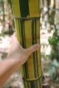 Grote bamboo-550
