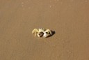 Cut the crab-550