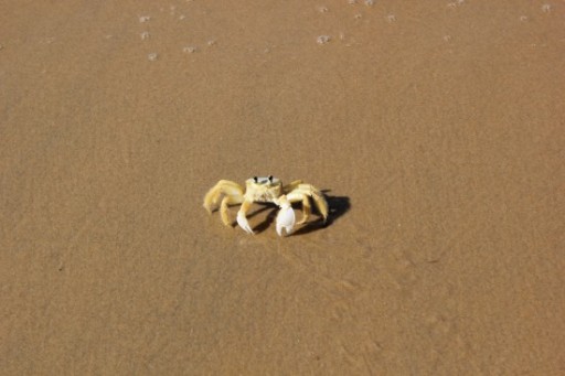 Cut the crab-550