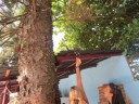 Aapjes in hostel Rio-550