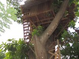 Een boomhut van ons hotel
