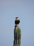 Roofvogel op cactus