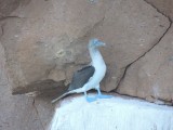Blue footed boobies