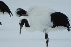 De kraanvogels