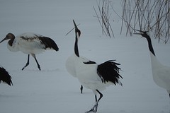 De kraanvogels