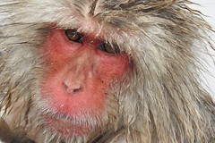 The snowmonkeys