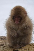 Een klein snowmonkey'tje