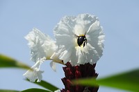 Een mooie bloem
