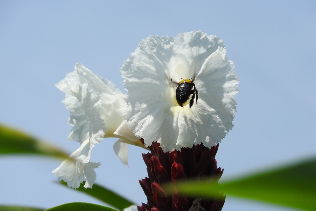Een mooie bloem