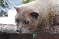 Civetcat