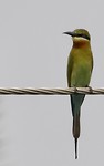 Vogeltje