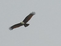 roofvogel