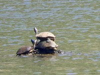 toren van schildpadden