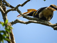 Hornbill vogel