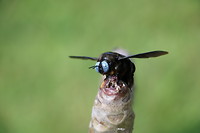 Insect in het park