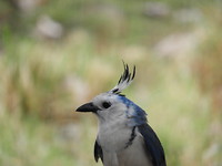 Mooie vogel