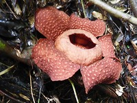 De rafflesia