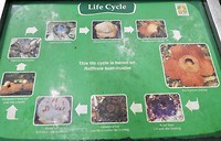 De cyclus v d Rafflesia