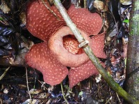 Rafflesia