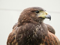 Havik