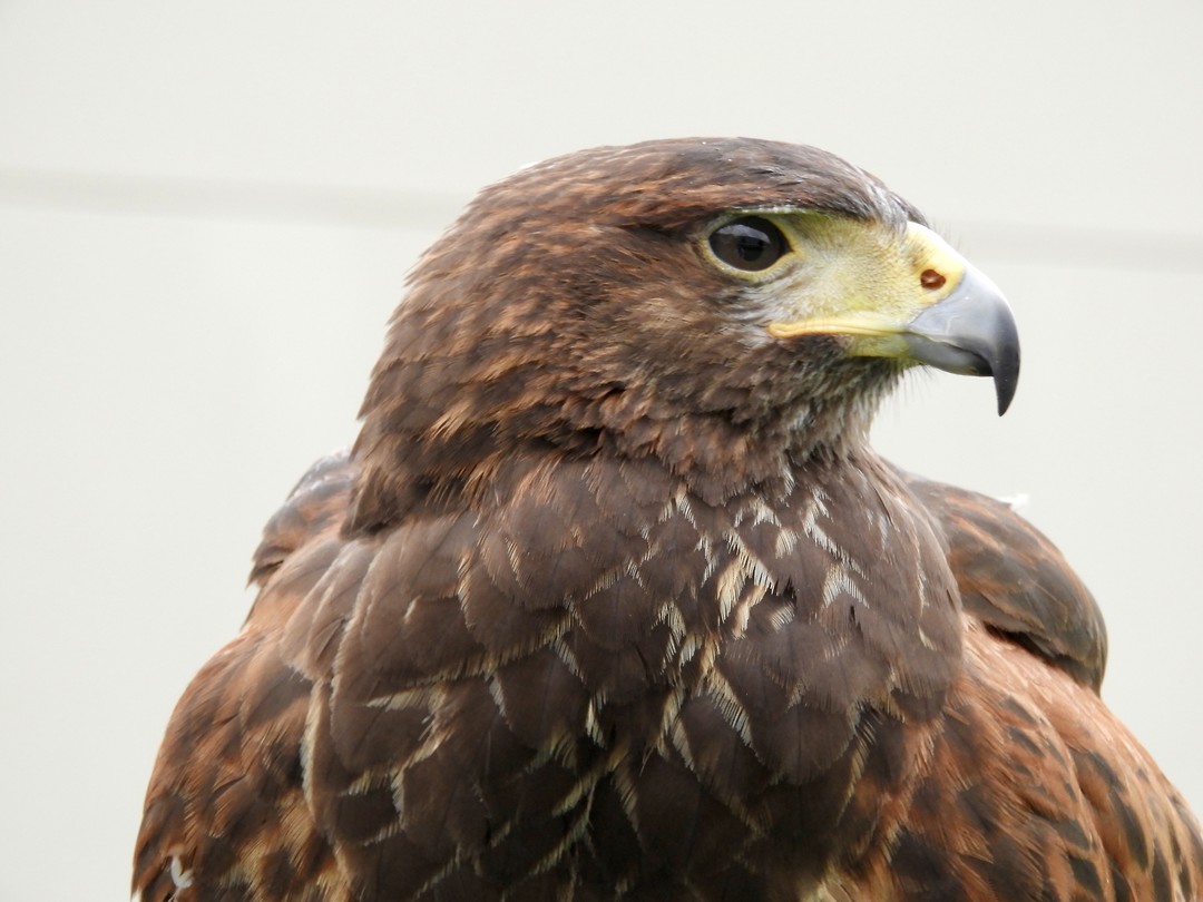 Havik