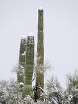 Saguaro nat park