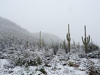 De cactussen in de sneeuw
