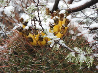 Besneeuwde cactus