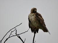 Tucson