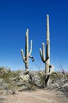 Organpipe cactus