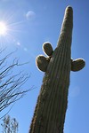Cactus 🌵