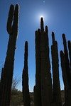 Organe  pipe cactus