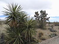 De cactussen verdwijnen