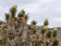 Joshua trees
