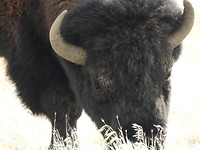 Close up
