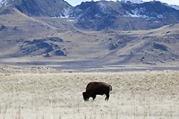 Antelope island