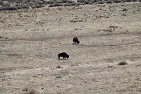 Antelope island