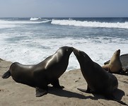 Love is in the air