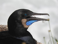 Mooie vogel