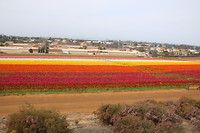 Onderweg flower fields