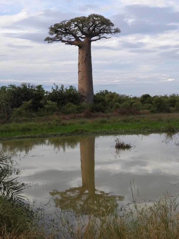 Baobab