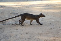 De fossa
