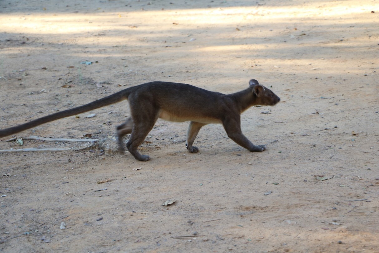 De fossa