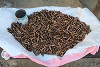 Gebakken sprinkhanen