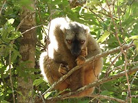 Een boze lemur